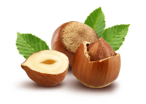 2021 Hot Sale hazelnut nuts spread hazelnut hazelnuts with best price