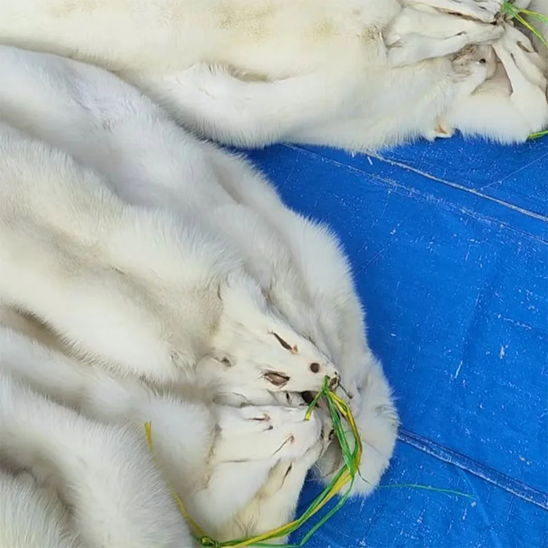 brandwhite-foxlittle  fashionFox Pelts For SaleWhite Fox Peltreal white fox furwhite fox