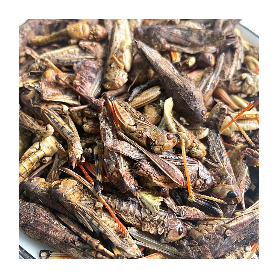 High Protein Dried Larvae Meal Worms Insecte Dried Grasshopper For Animal Feed
