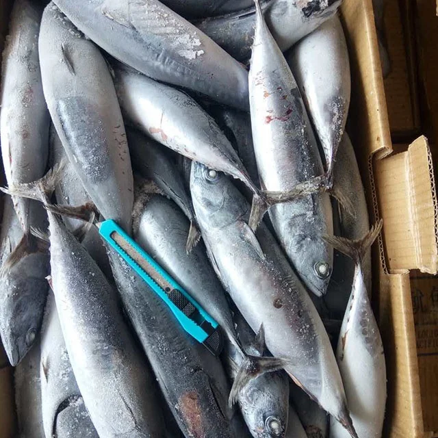 whole small size frozen bonito seafood WR tuna fish from China