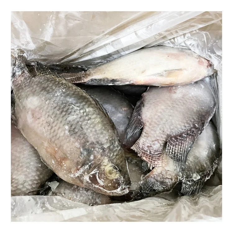 Professional Technical Production Live Tilapia Fish Food for World Buyers