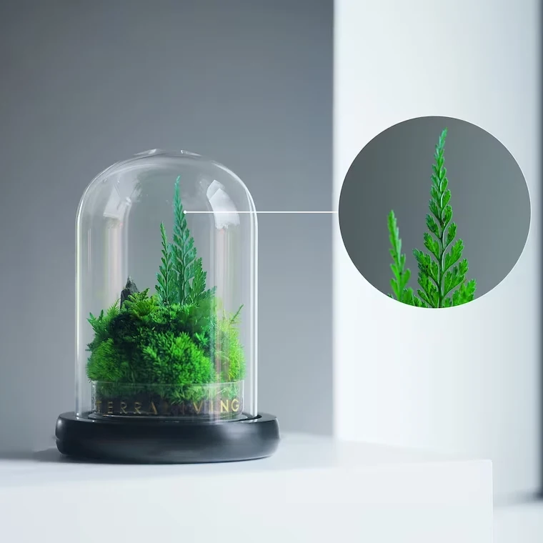 Wholesales Preserved Artificial Stabilized Reindeer Moss In Clear Glass Dome Natural Decor