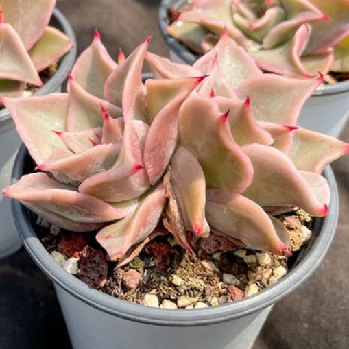 Натуральные суккуленты wm21 Echeveria Madiba, древесные растения, Комнатные растения, декоративные растения, цветы