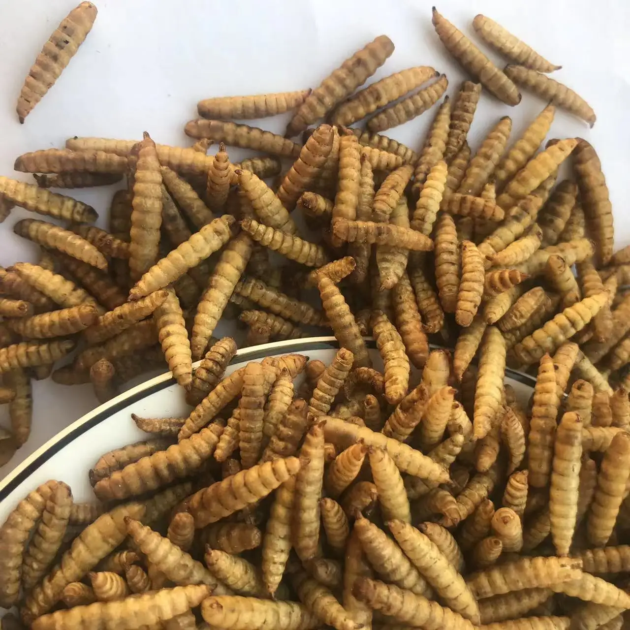 Dried Maggot BSFL Black Soldier Fly Larvae Dry Maggot Insect Protein Poultry Feed