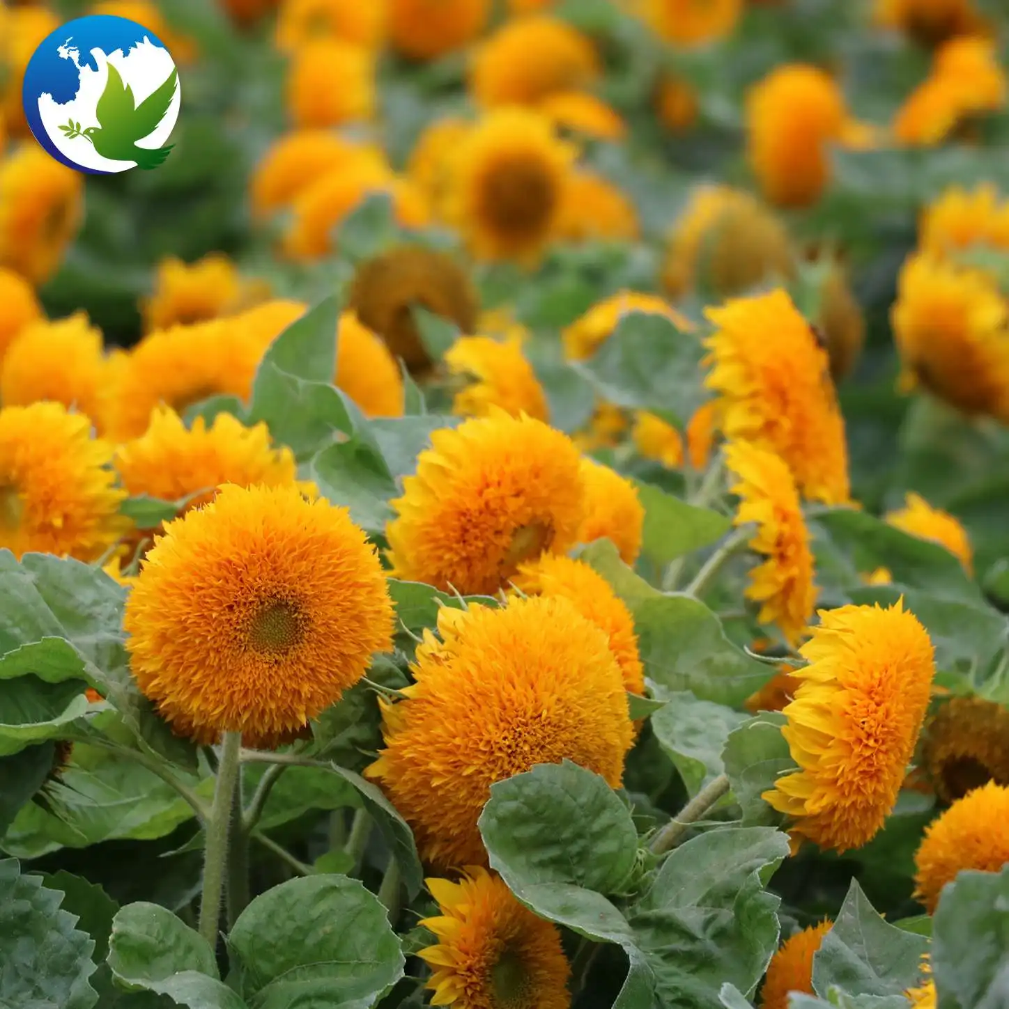 
chrysanthemum professional zinnia sun flower bulbs seeds and bulb mix lisianthus packet in bulk wild flowers plants seeds hybrid 