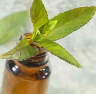 China Wholesale Peppermint  Oil Bulk Peppermint Oil