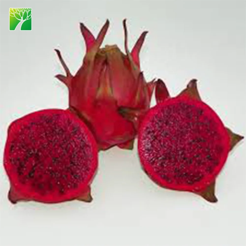 Прямая продажа растений на ферме zamorano hylocereus polyrhizus Дракон фруктовое дерево саженцы растений