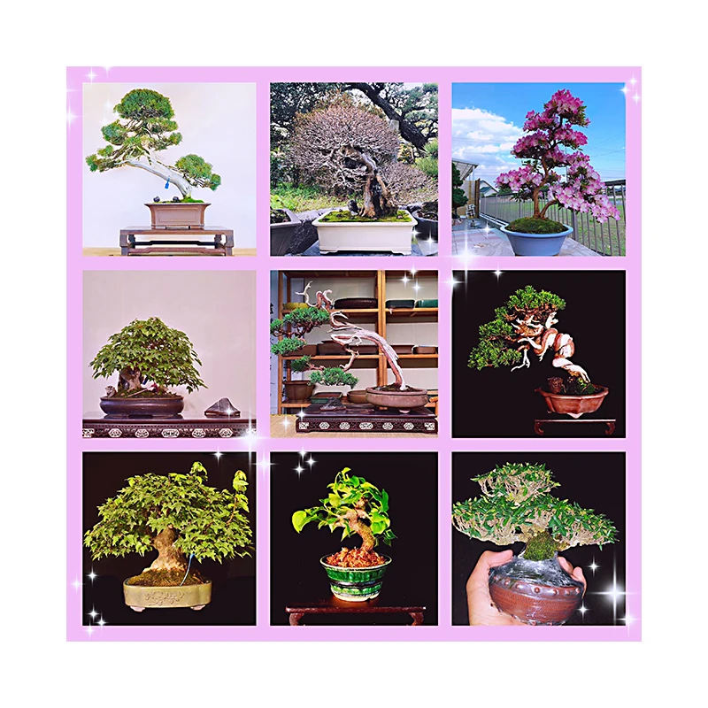 High glade Japan Bonsai Tree For Beginners