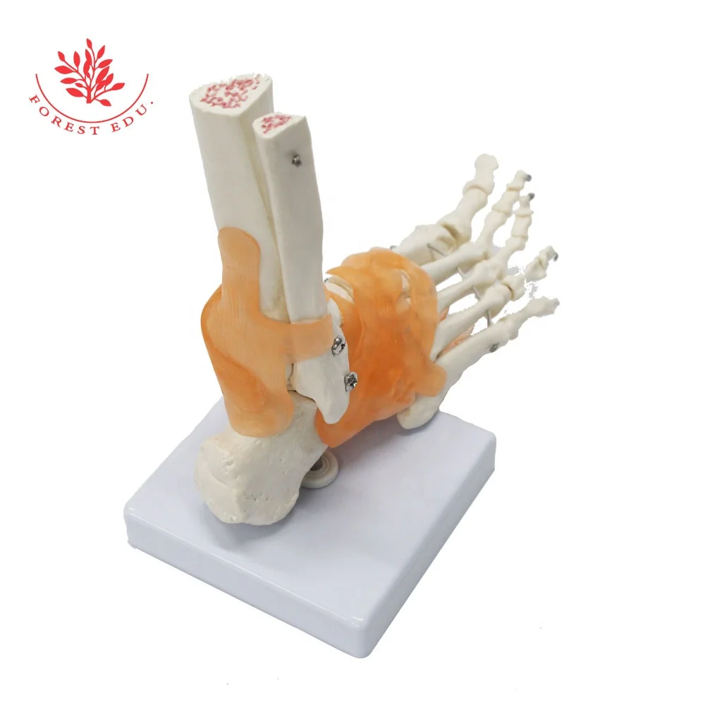 Foot Model Joint Anatomy Functional Ligaments Life Size Human Advanced  Medical Model Prosthetic Human Foot Joint Model