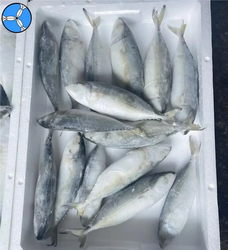 Cheap Price High Level Indian Mackerel Seafood Supplier Price for Sale