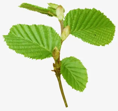 Саженцы Morus alba L