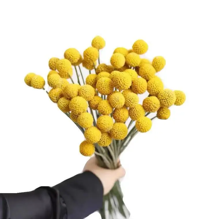 JDL012 Dried Billy Buttons Natural Flowers Factory Outlet Cheap Preserved Craspedia Billy Balls Bouquet For Sale