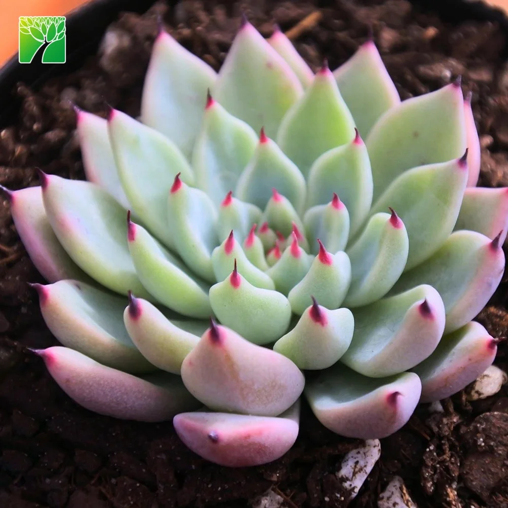 
 Хорошие теплостойкие суккуленты, живые растения Echeveria cuspidata  
