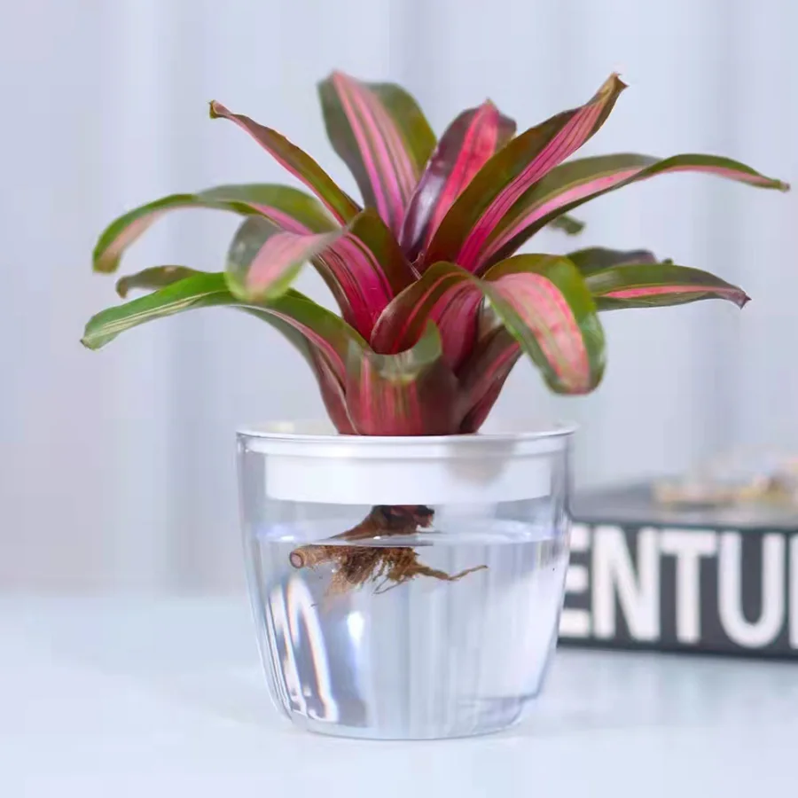 2022 New Design Small Orchid Flower Self Watering Plant Pot Home Decor Plastic Transparent Base Hydroponic Gardening Pot