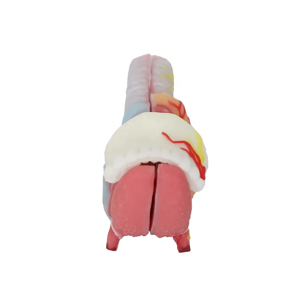 Manufactory Direct Larynx Human Anatomical Model Soft Silicone Anatomy Models