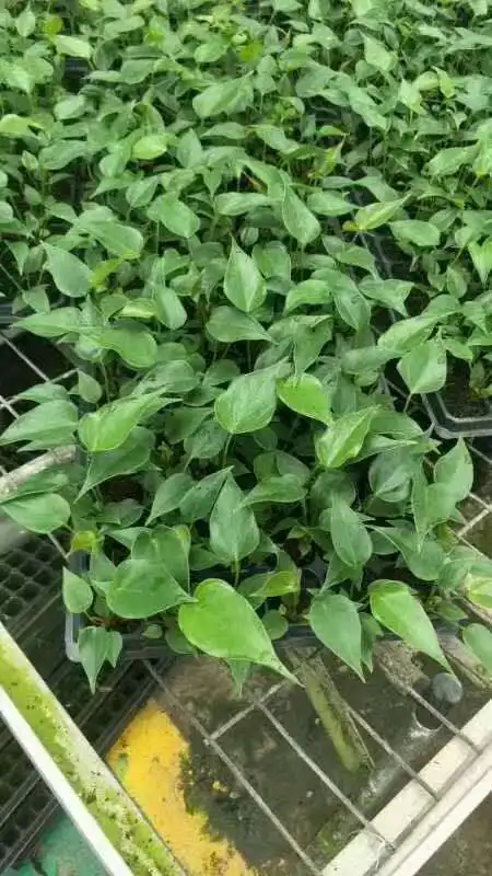 Саженцы для культивирования тканей саженцы растений антуриума