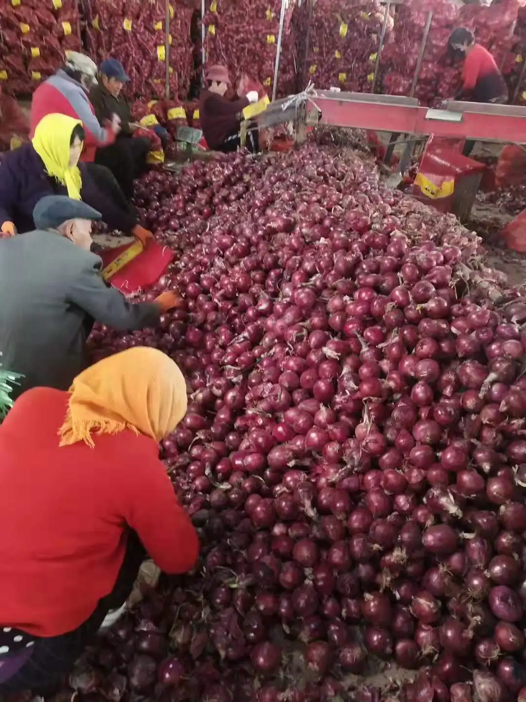 
Fresh Onions are red and yellow and cheap 