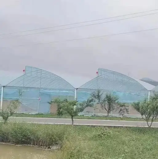 CHOYUEH Agricultural Serrated Greenhouses  For  Plant Growing Cheap Plastic Ventilation