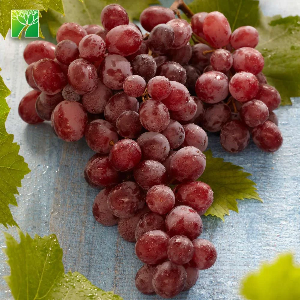Саженцы красного винограда Vitis vinifera suffolk высотой 15-20 футов