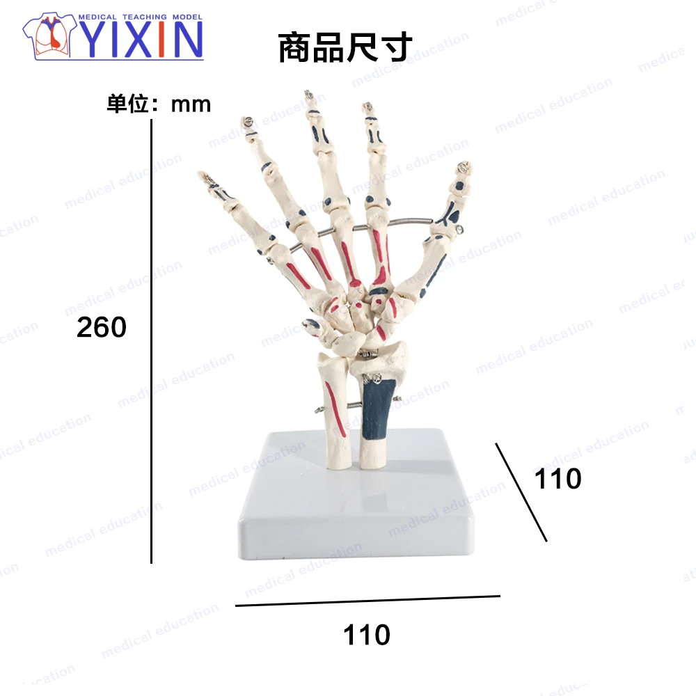 Модель каркаса YiXin/Hand включая улну и радиус с вставками для