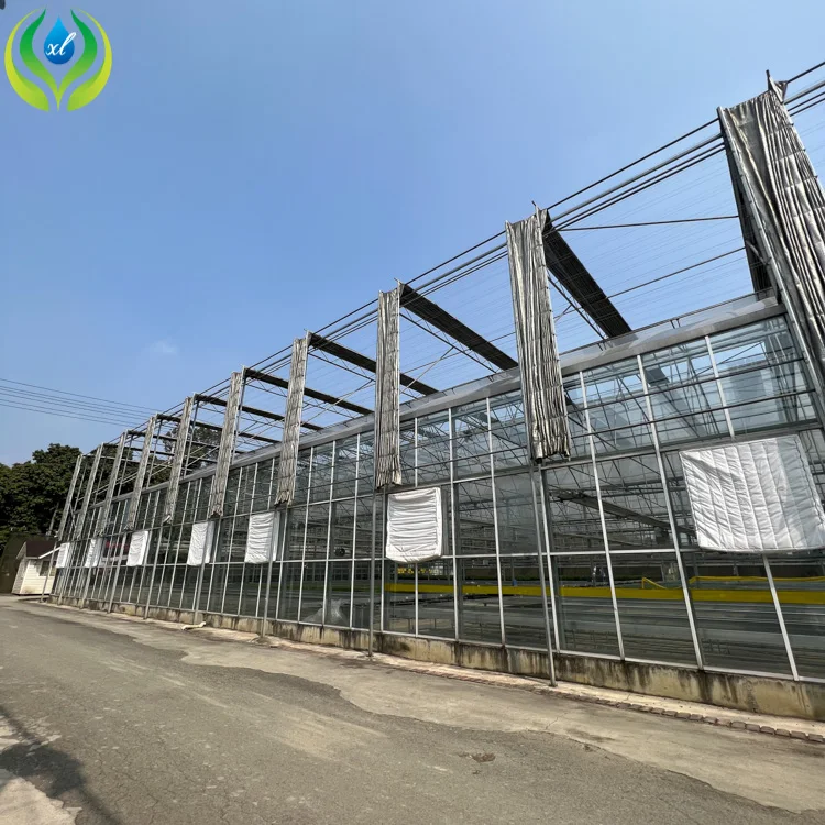 MYXL insect net winter tempered insulated full agricultural smart glass greenhouse frame structure