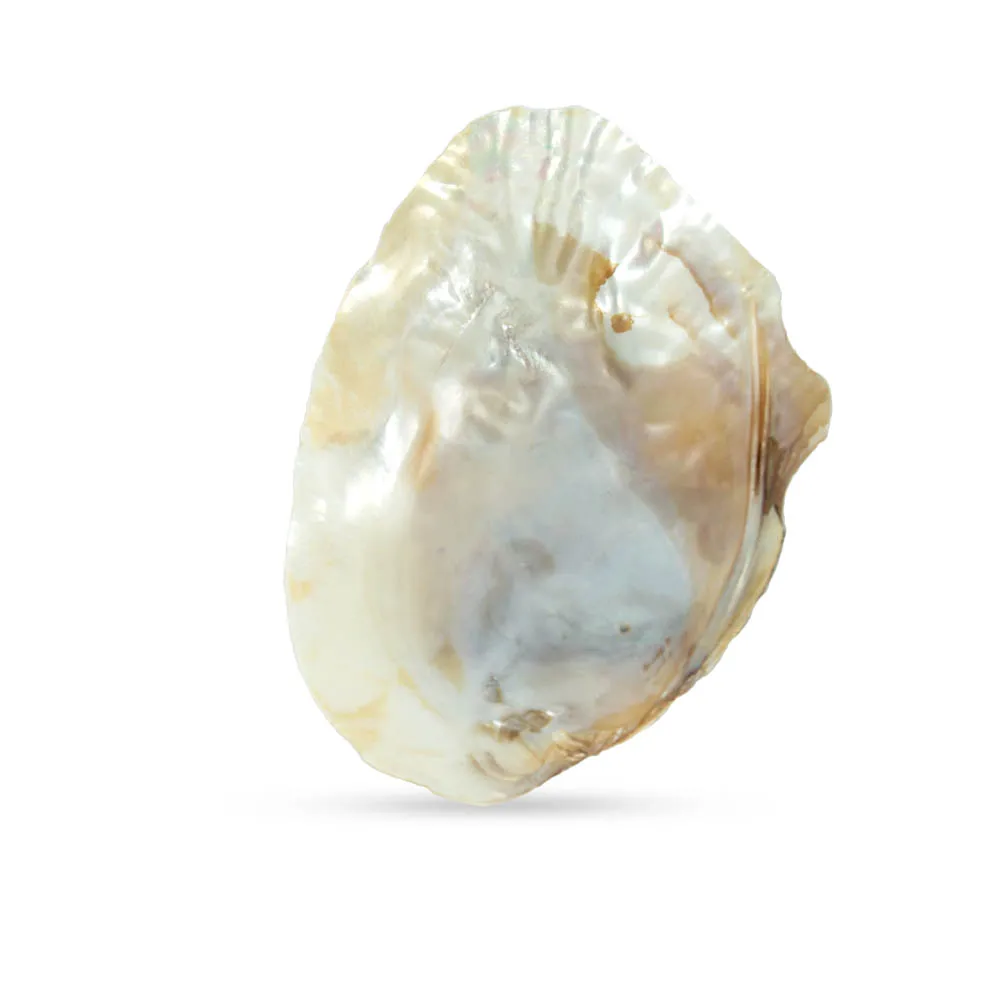 14-15cm Shell Natural Freshwater Polished Pearl Shell Oyster Mother of Pearl for DIY Crafts
