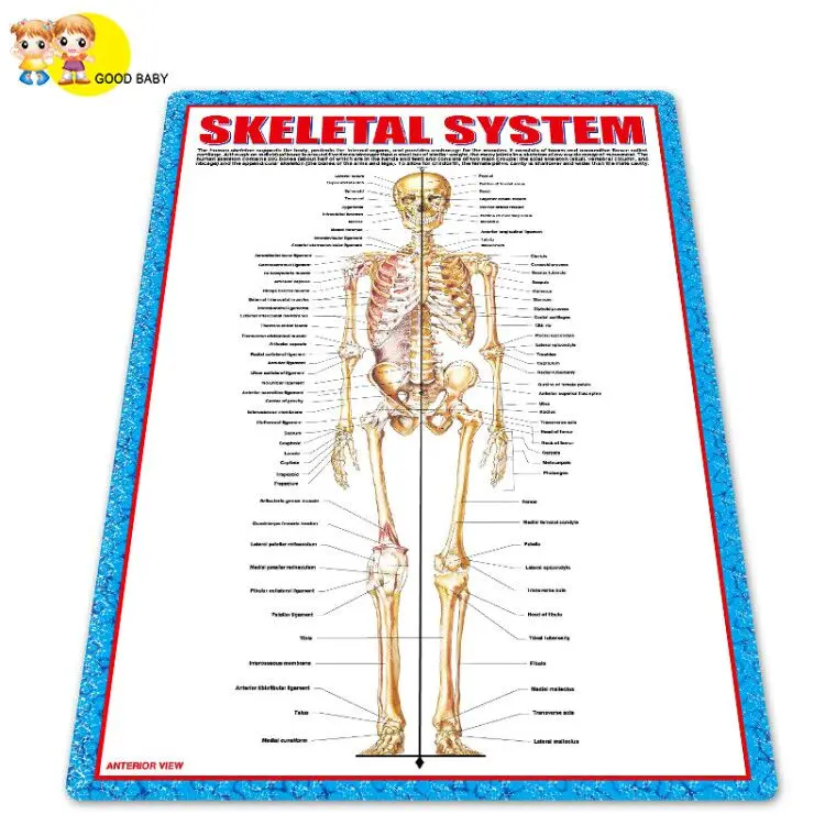 3D PVC Medical Wall Chart for Medical Science Model