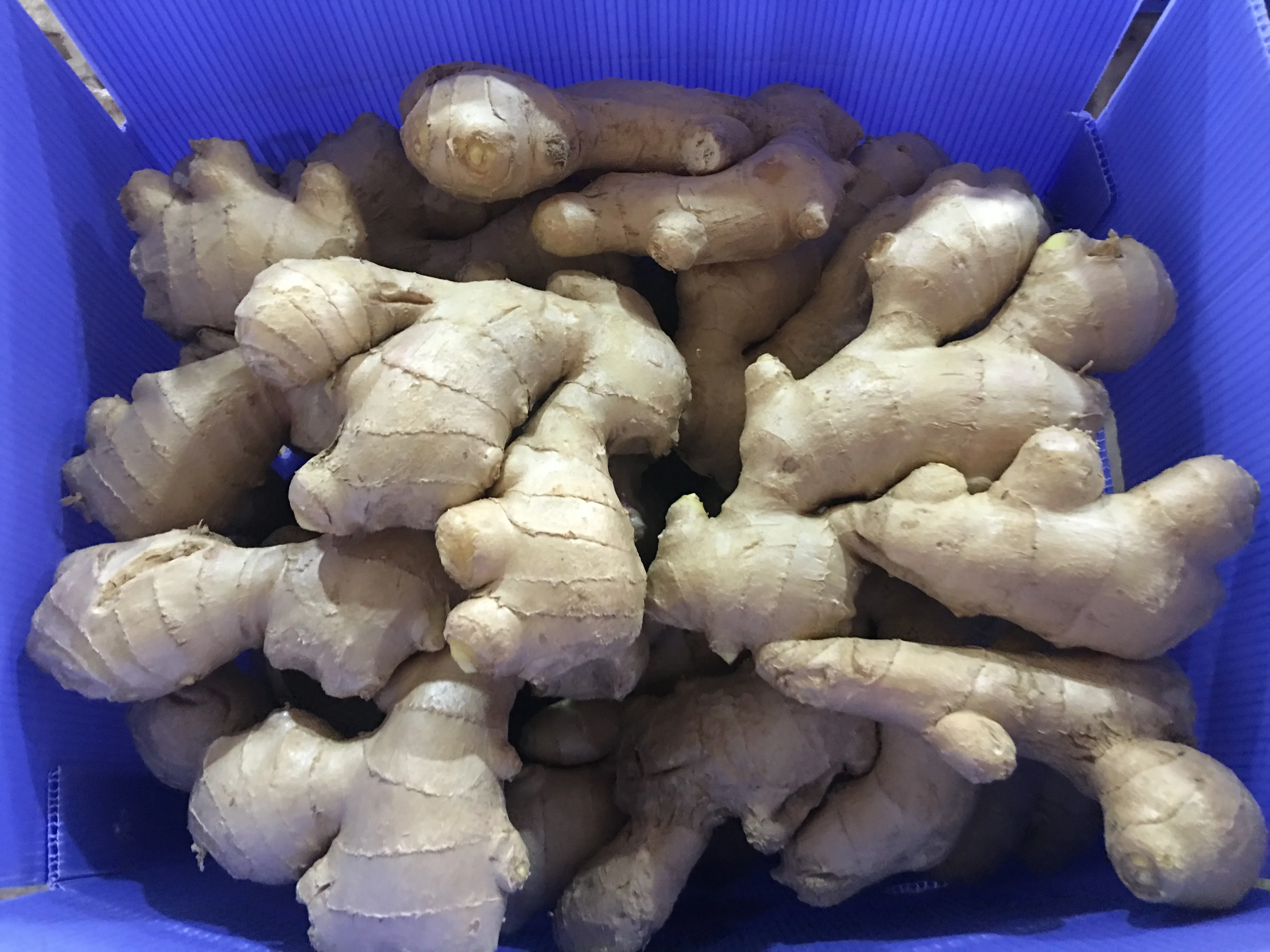 hot sale 80-150g Ginger wholesale for export with best quality & cheap price high quality fresh ginger with Global Gap & Haccp