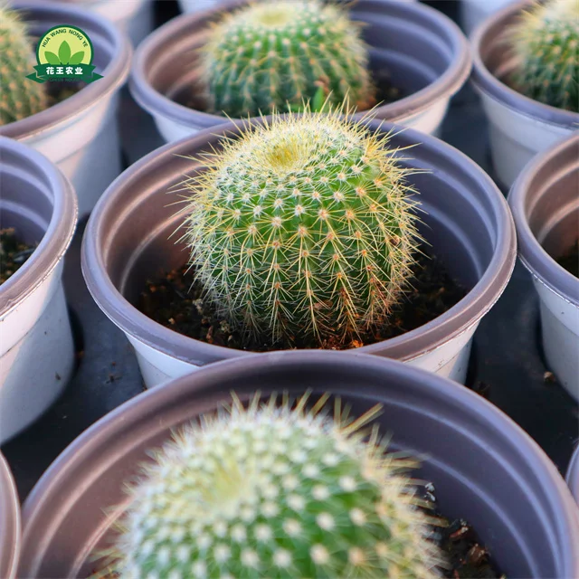 Прямая продажа, суккулентные растения, живые настоящие кактусовые растения для дома и сада, детский сад