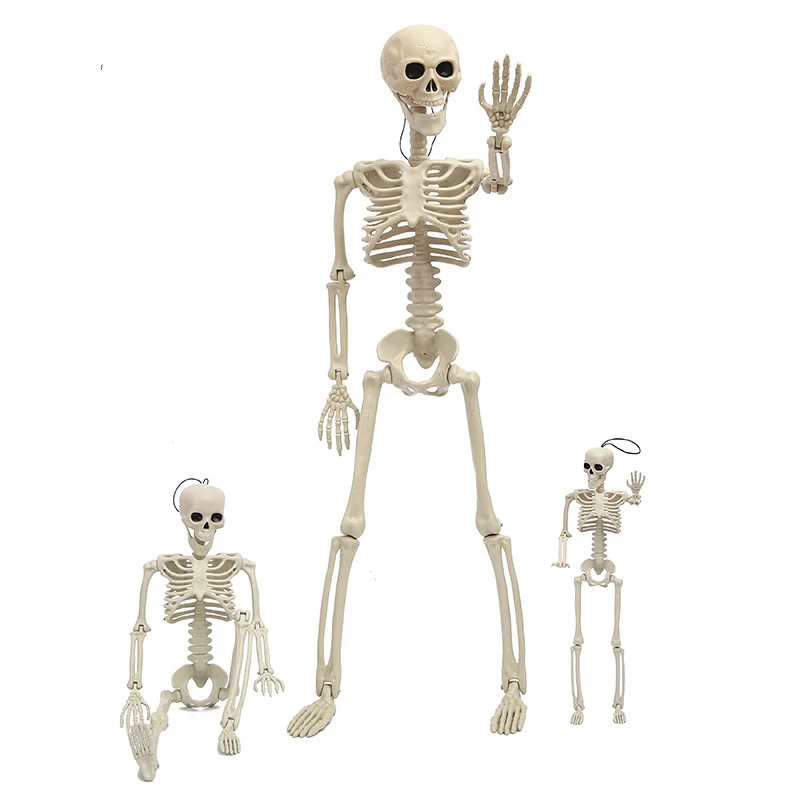 Hot Selling 24 inch Halloween Skeleton Full Body Movable Skeleton For Halloween Decoration