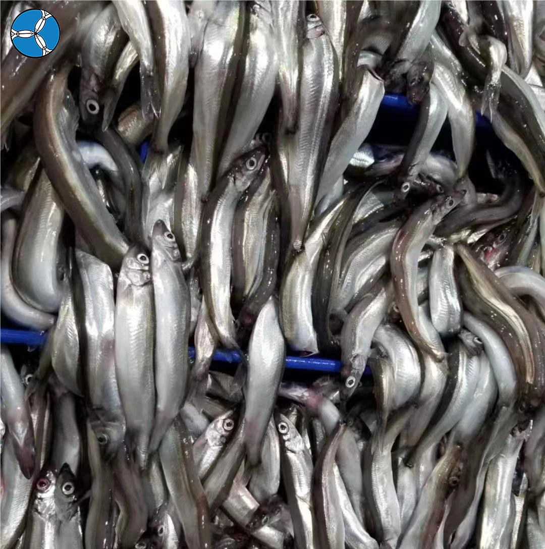 SANFENG SEAFOOD New Catching Frozen Capelin/shishamo Fish For Sal