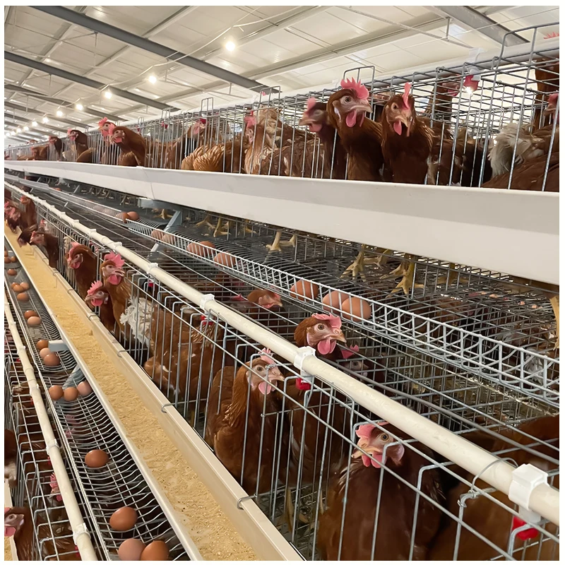Клетка для кормления кур оборудование сбора яиц птиц животных