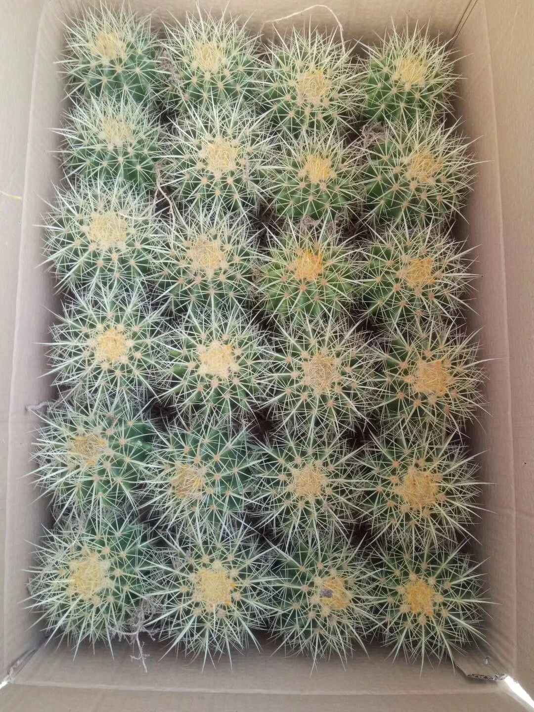 Маленький размер 7-8 см золотистый корпус echinocктус grusonii, кактус с золотистым шариком в наличии