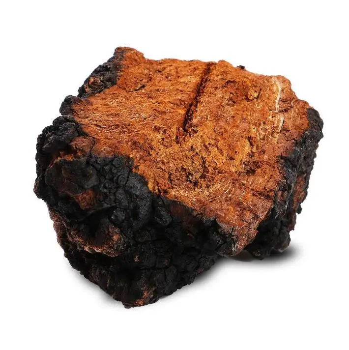 Высокое качество новинка оптовая продажа натуральный русский chaga гриб Inonotus obliquus