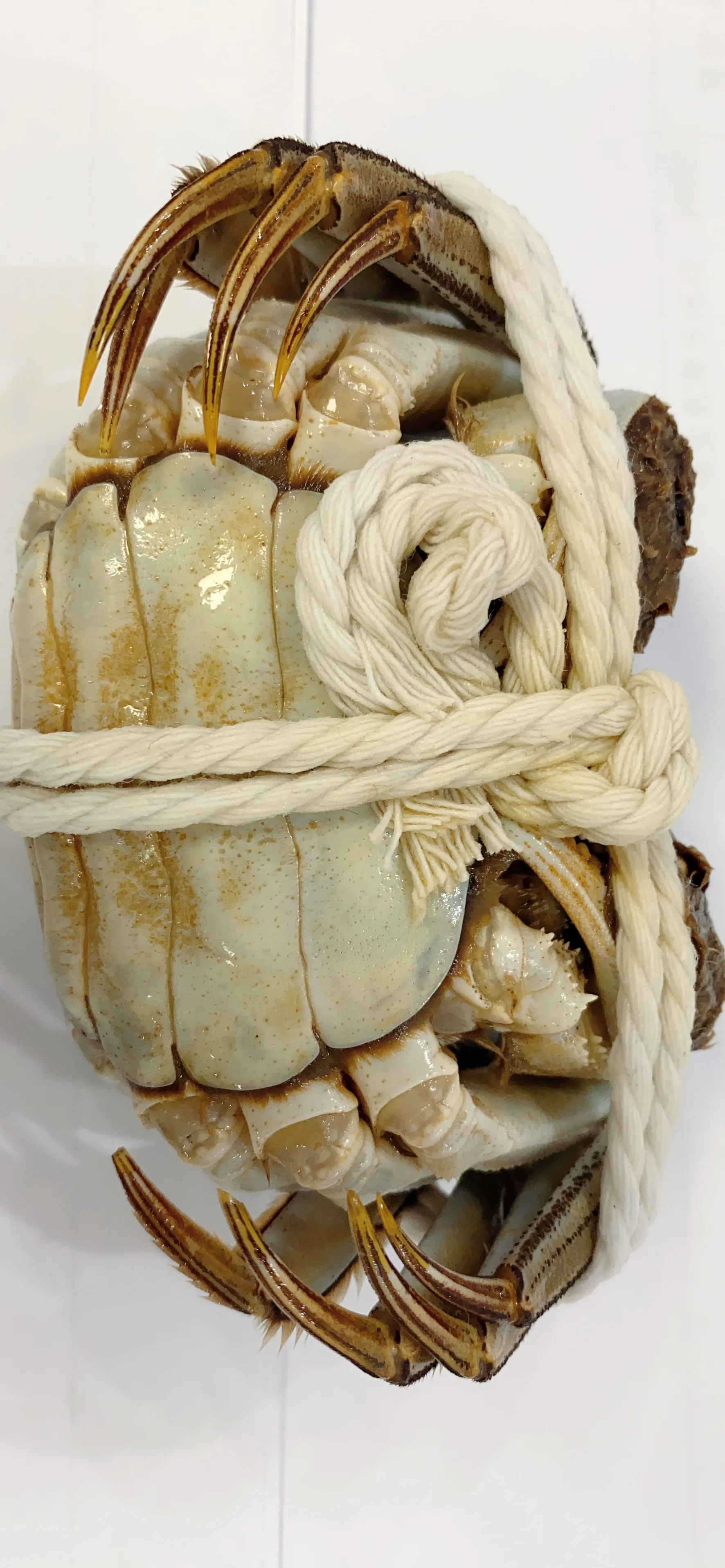 Legs King Style Crab Packaging Weight Shelf Muscle Origin Cutting Type Life Variety ISO Fresh Place Model HACCP Months HALAL