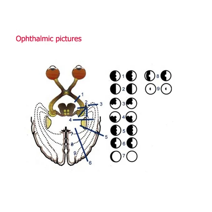 Most advanced multifunction visual chart Software CP-27B