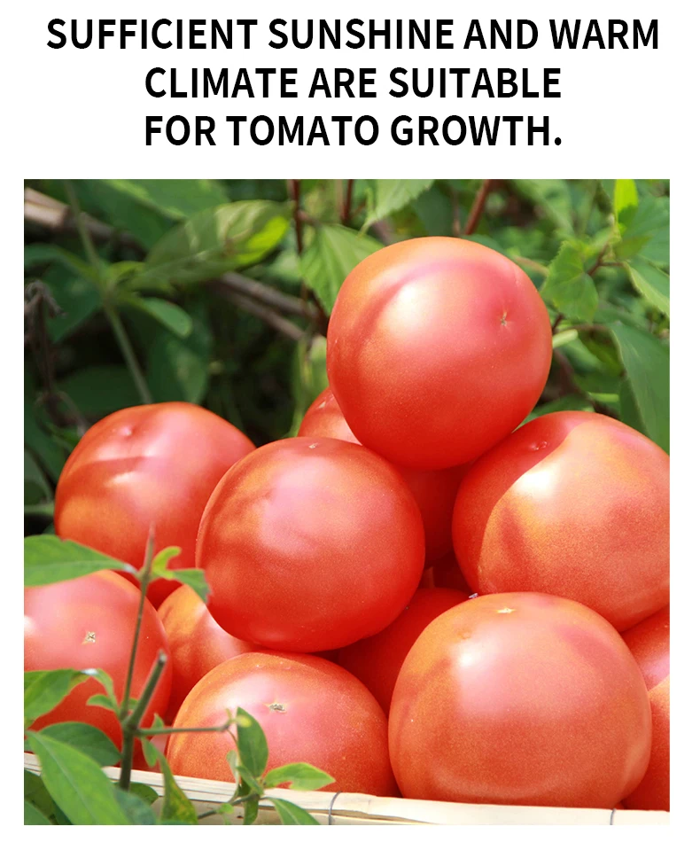 IQF Frozen Bulk Organic Half Tomatoes High Quality 18 30mm Dragon Cherry Red KOSHER Style Storage Cube Packing Sharp Mature Cut