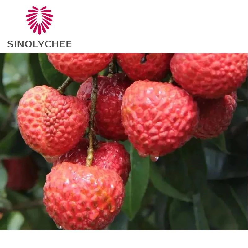 Hot Selling Fresh Lychee