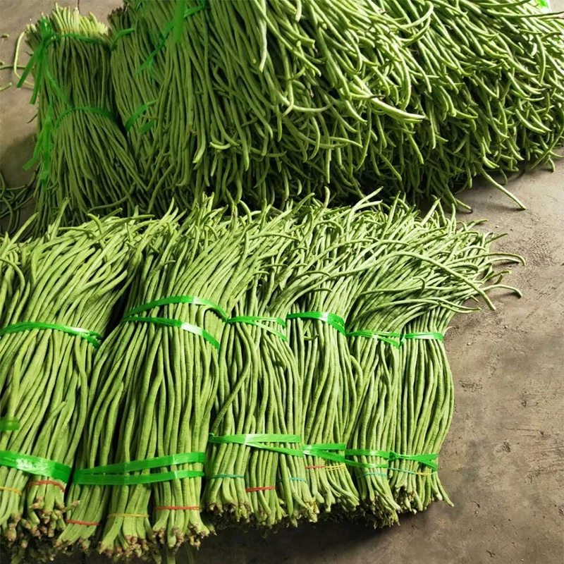 
High yield four seasons long green bean seeds from China 