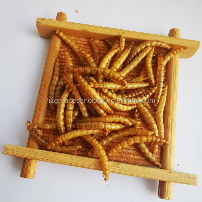High Nutrition Fish Food Dried Mealworms of Good Price