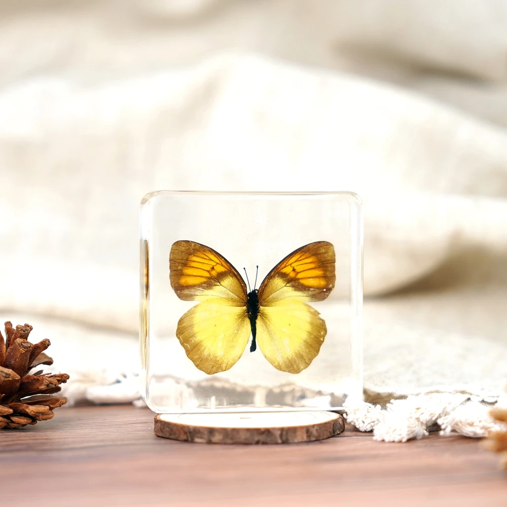 Real Butterfly Taxidermy Dried Insect Embedded in Crystal Acrylic Resin for Decorative Display Butterfly Specimen