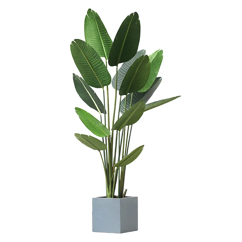 plants3