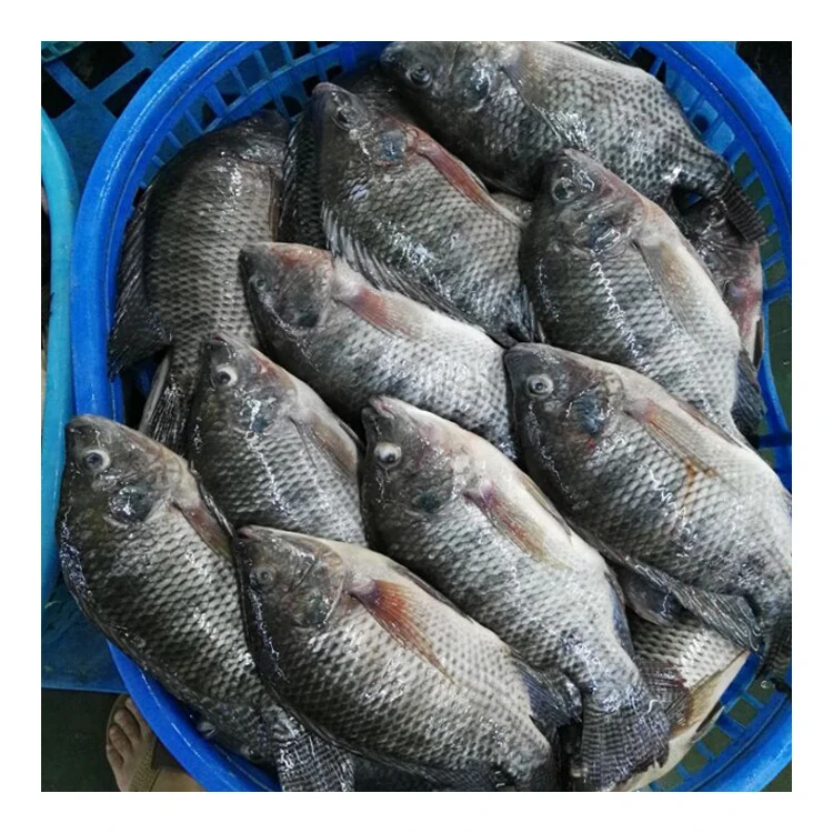 Short Lead Time Frozen Black Tilapia Size 300-500g