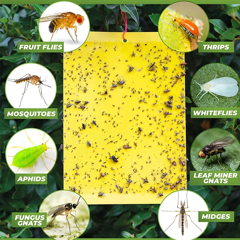 Dual-Sided Yellow Sticky Gnats Glue Paper Board Flying Insect Traps for Whiteflies Aphids Outdoor