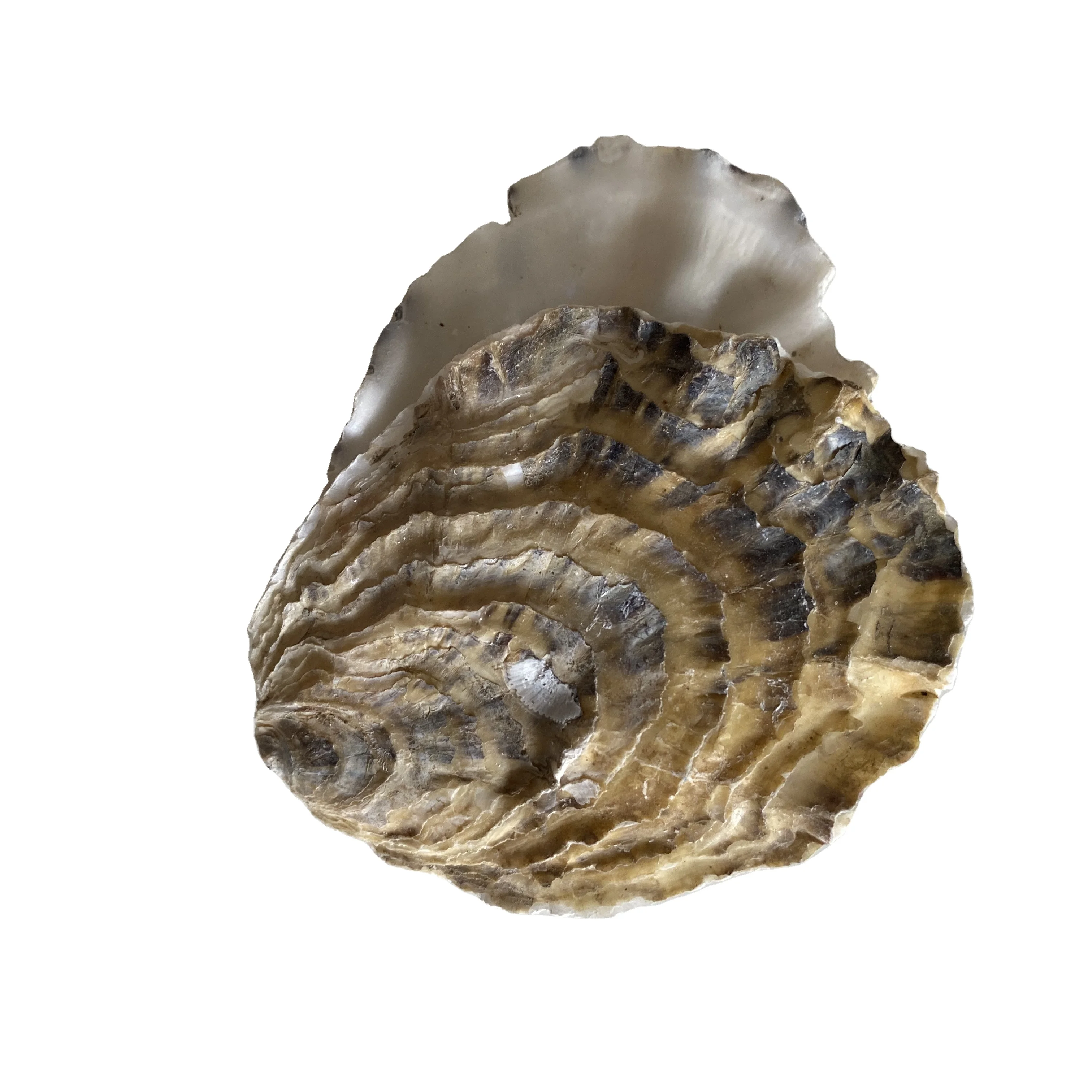 High Quality Seafood Shell Oyster In China
