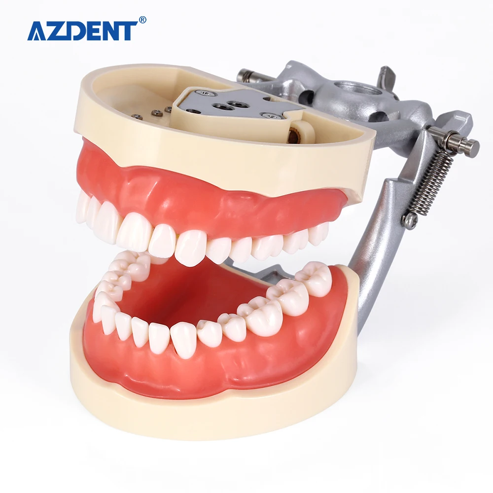 New design Standard Dental teeth study Model With Removable Teeth