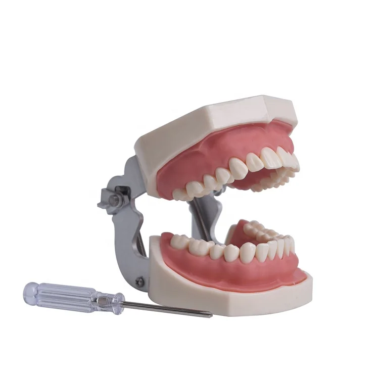 LANCET Medical anatomy model Dental human tooth model human demo 30 teeth model