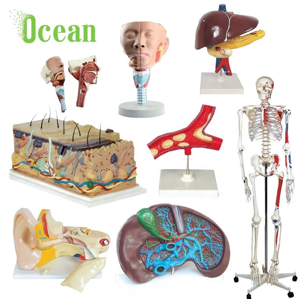 Human Eye in  Anatomy Human Body Organs Eye And al Structure 3D Model