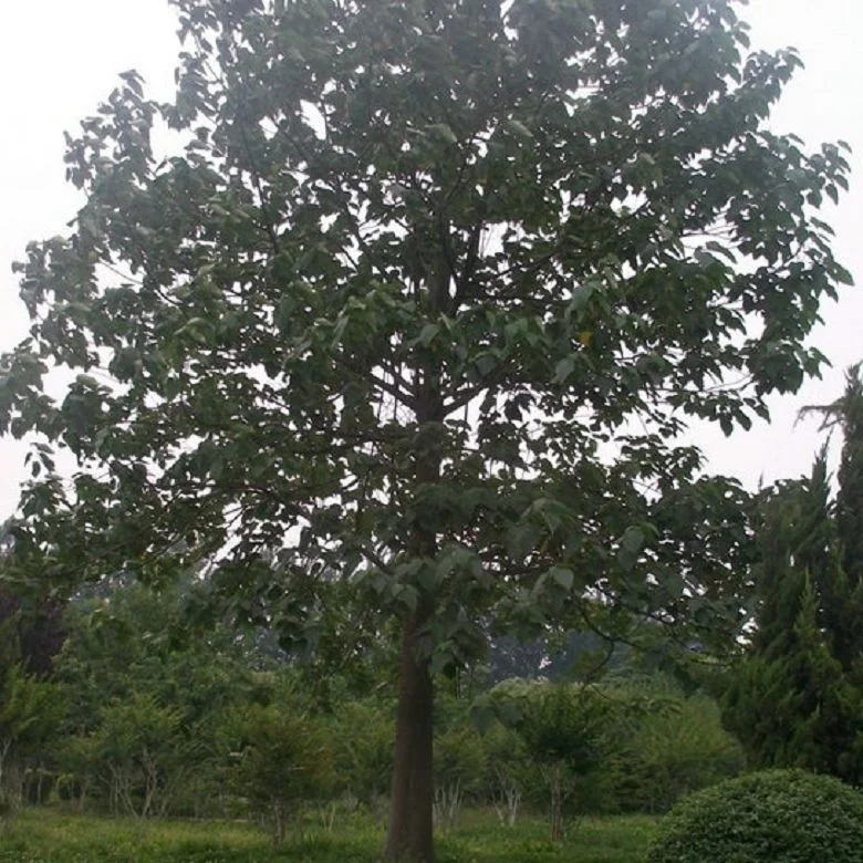 China pao tong hybrid 9501 root growth Solid paulownia Wood Board for making furniture and landscaping