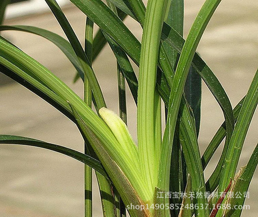 Baolion 100% Pure therapeutic grade Undiluted Vetiver Essential Oil bulk price